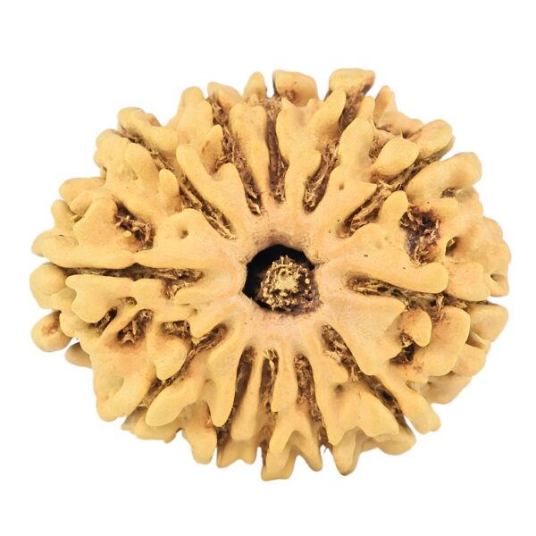 12 Mukhi Rudraksha 25.8mm 3.16gm - Rudraksha
