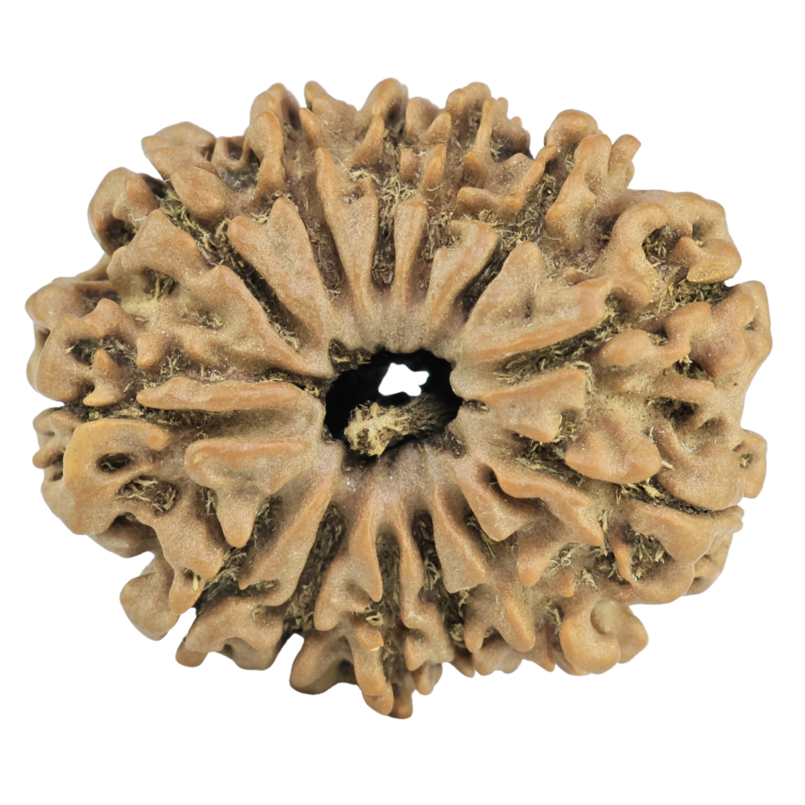 13 Mukhi Rudraksha 27.2mm 4.5gm - Rudraksha
