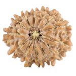 13 Mukhi Rudraksha 20.6mm 2.49gm - Rudraksha