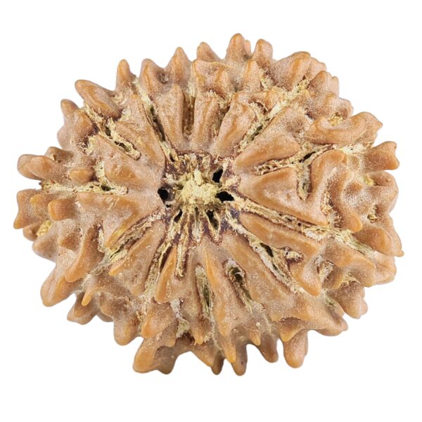 13 Mukhi Rudraksha 20.6mm 2.49gm - Rudraksha