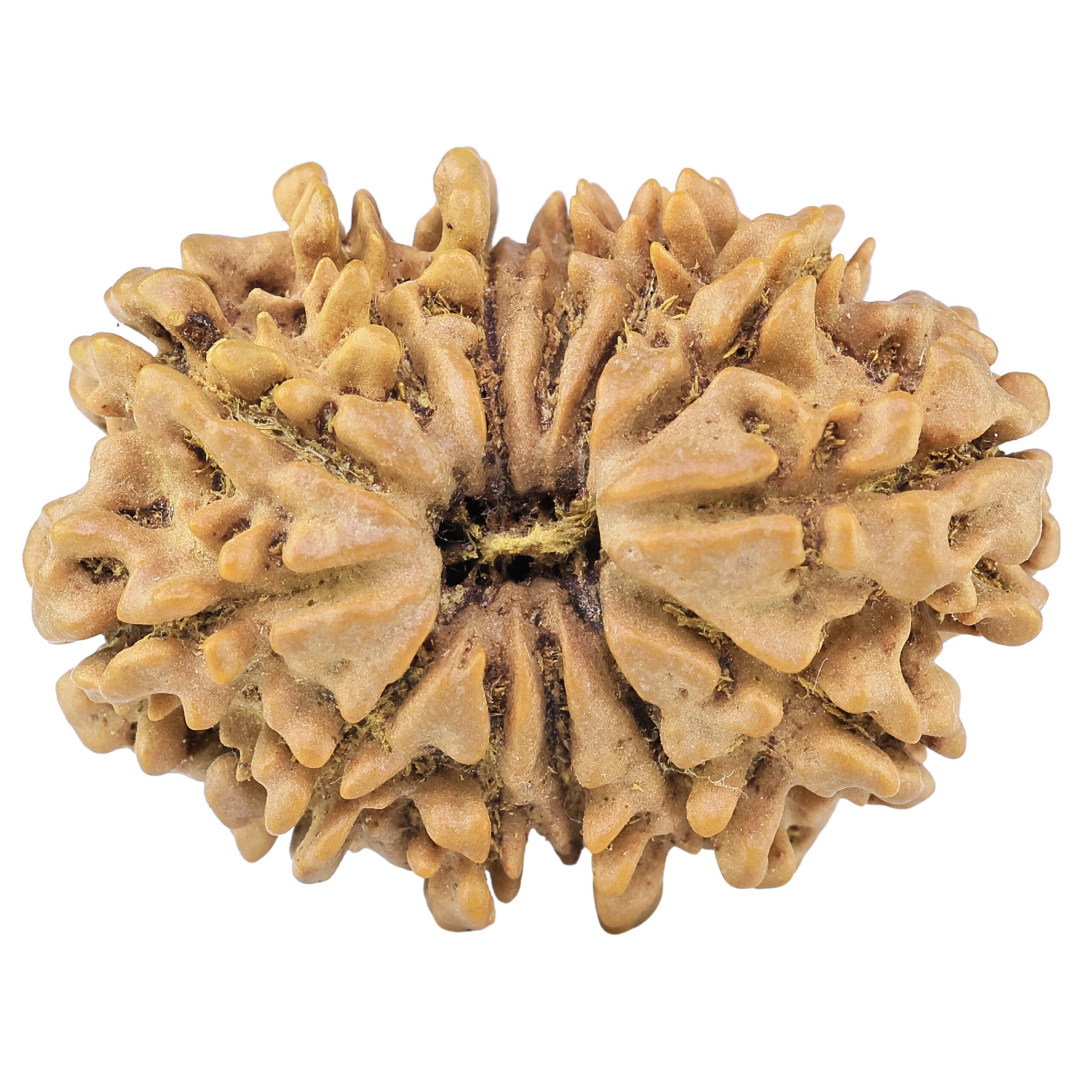 13 Mukhi Rudraksha 33mm 6gm - Origin: Nepal - Rudraksha