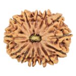 13 Mukhi Rudraksha 30.4mm 6.51gm - Rudraksha