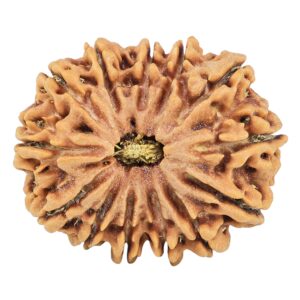 13 Mukhi Rudraksha 30.4mm 6.51gm - Rudraksha