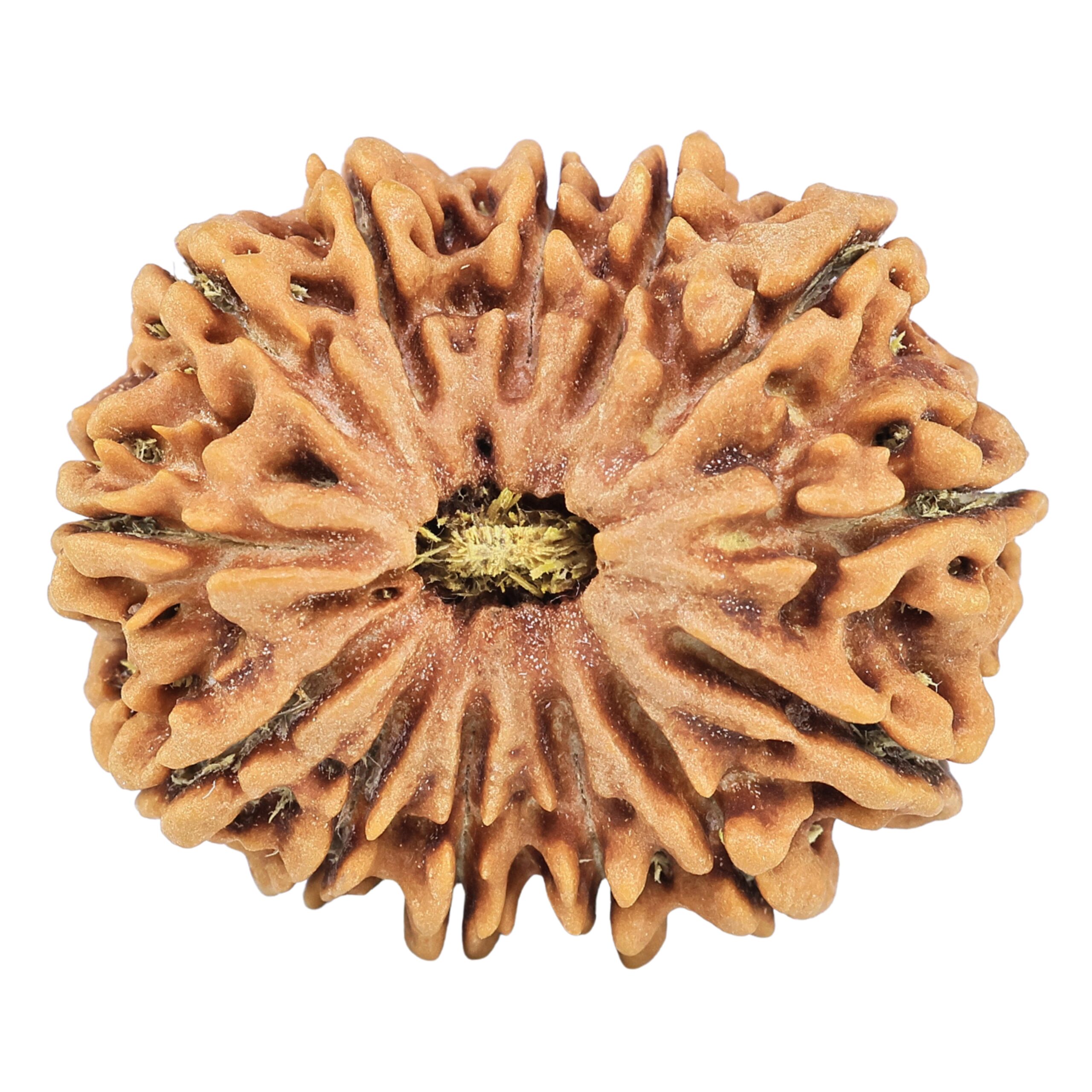 13 Mukhi Rudraksha 30.4mm 6.51gm - Rudraksha