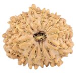 13 Mukhi Rudraksha 22.5mm 3gm - Rudraksha