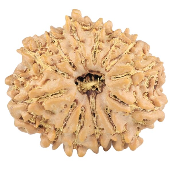 13 Mukhi Rudraksha 22.5mm 3gm - Rudraksha