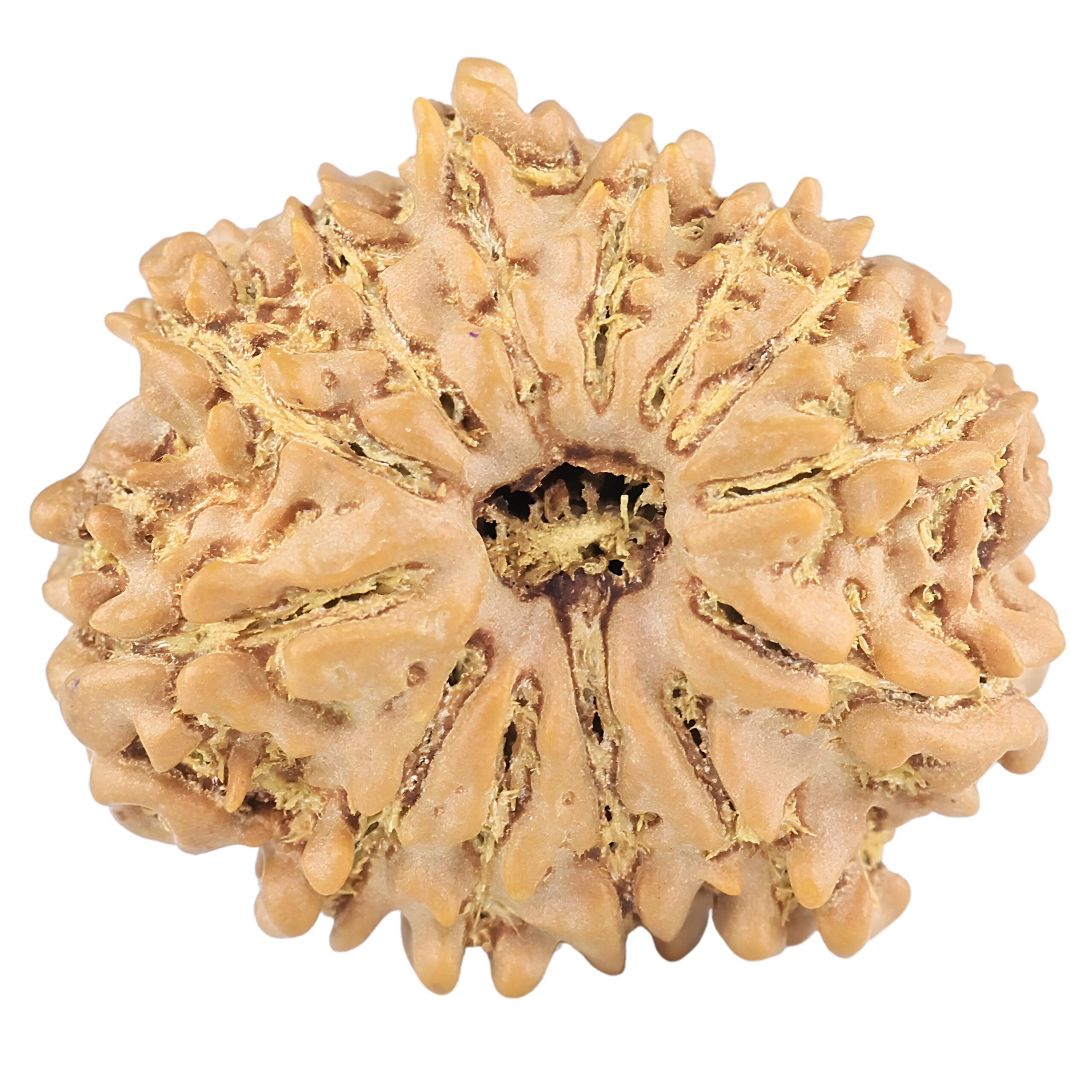 13 Mukhi Rudraksha 22.5mm 3gm - Rudraksha