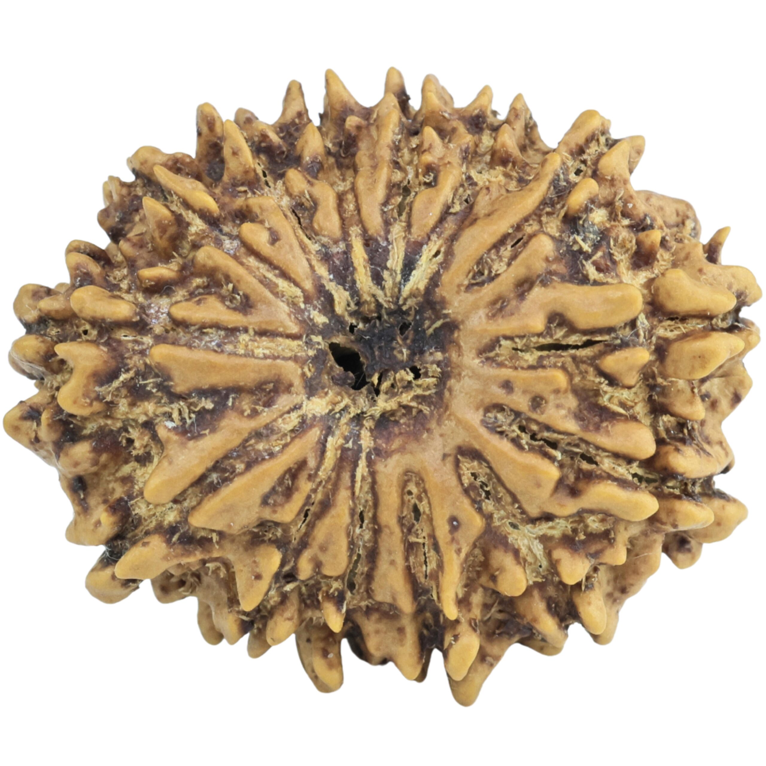 14 Mukhi Rudraksha 25.7mm 3.29gm - Rudraksha