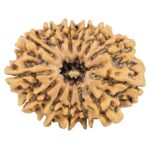 13 Mukhi Rudraksha 32mm 5.82gm - Rudraksha