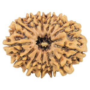 13 Mukhi Rudraksha 32mm 5.82gm - Rudraksha