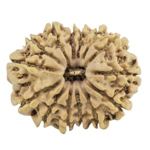 14 Mukhi Rudraksha 27.2mm 4.16gm - Rudraksha
