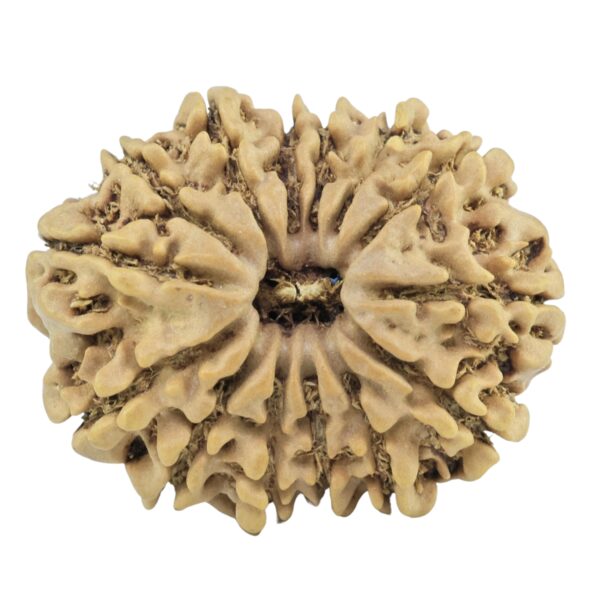 14 Mukhi Rudraksha 27.2mm 4.16gm - Rudraksha