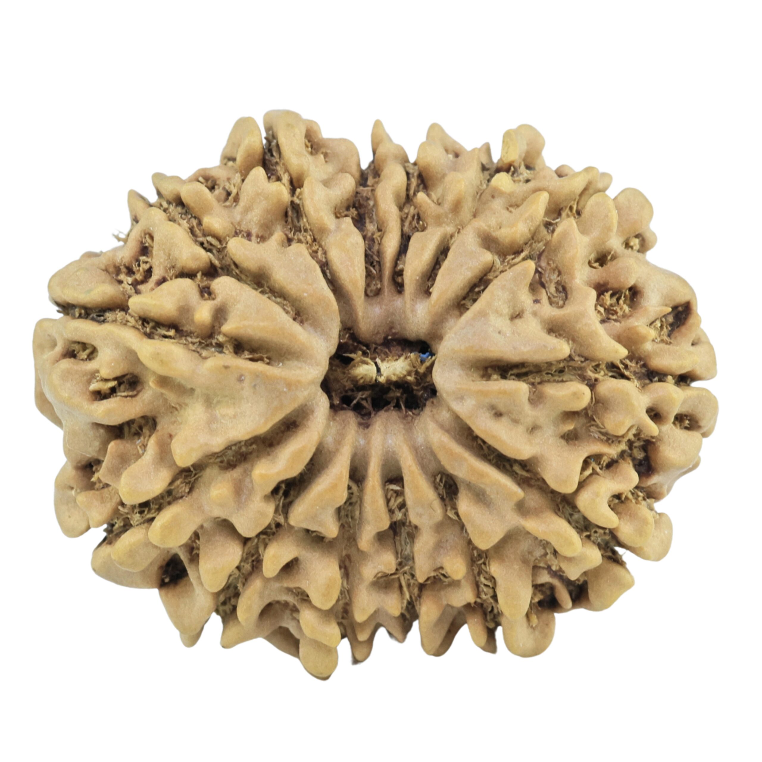 14 Mukhi Rudraksha 27.2mm 4.16gm - Rudraksha