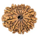12 Mukhi Rudraksha 28.3mm 4.79gm - Rudraksha