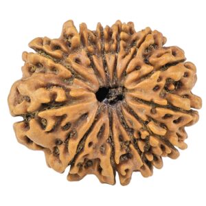 12 Mukhi Rudraksha 28.3mm 4.79gm - Rudraksha