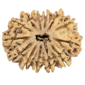 13 Mukhi Rudraksha 33mm 5.38gm - Rudraksha