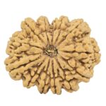 13 Mukhi Rudraksha 36.4mm 9.82gm - Rudraksha
