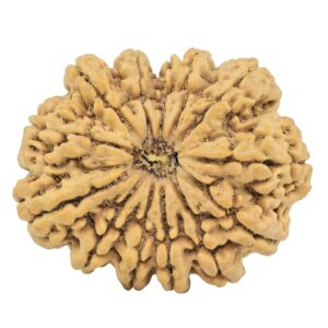13 Mukhi Rudraksha 36.4mm 9.82gm - Rudraksha