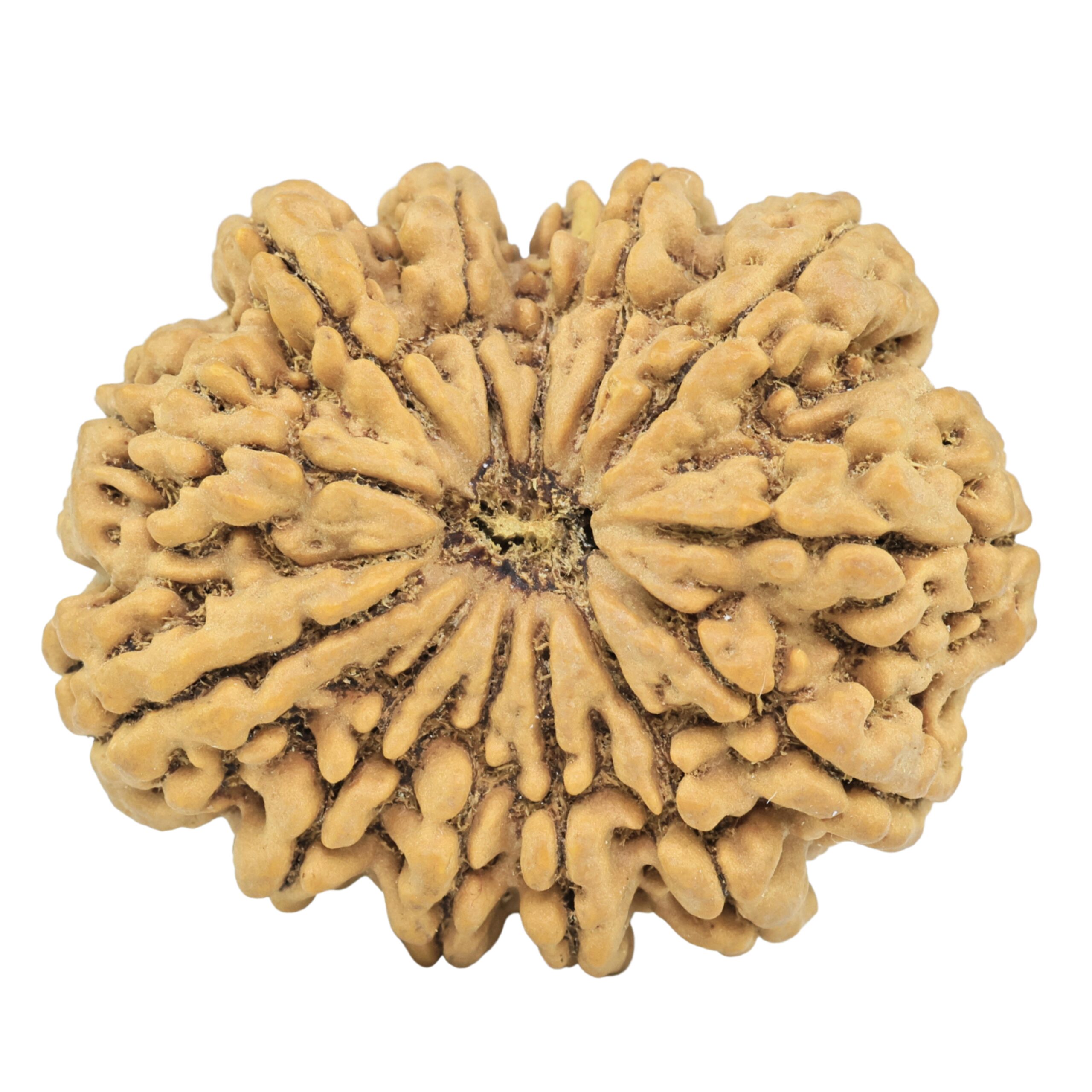 13 Mukhi Rudraksha 36.4mm 9.82gm - Rudraksha