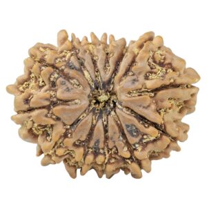 13 Mukhi Rudraksha 32mm 6.91gm - Rudraksha