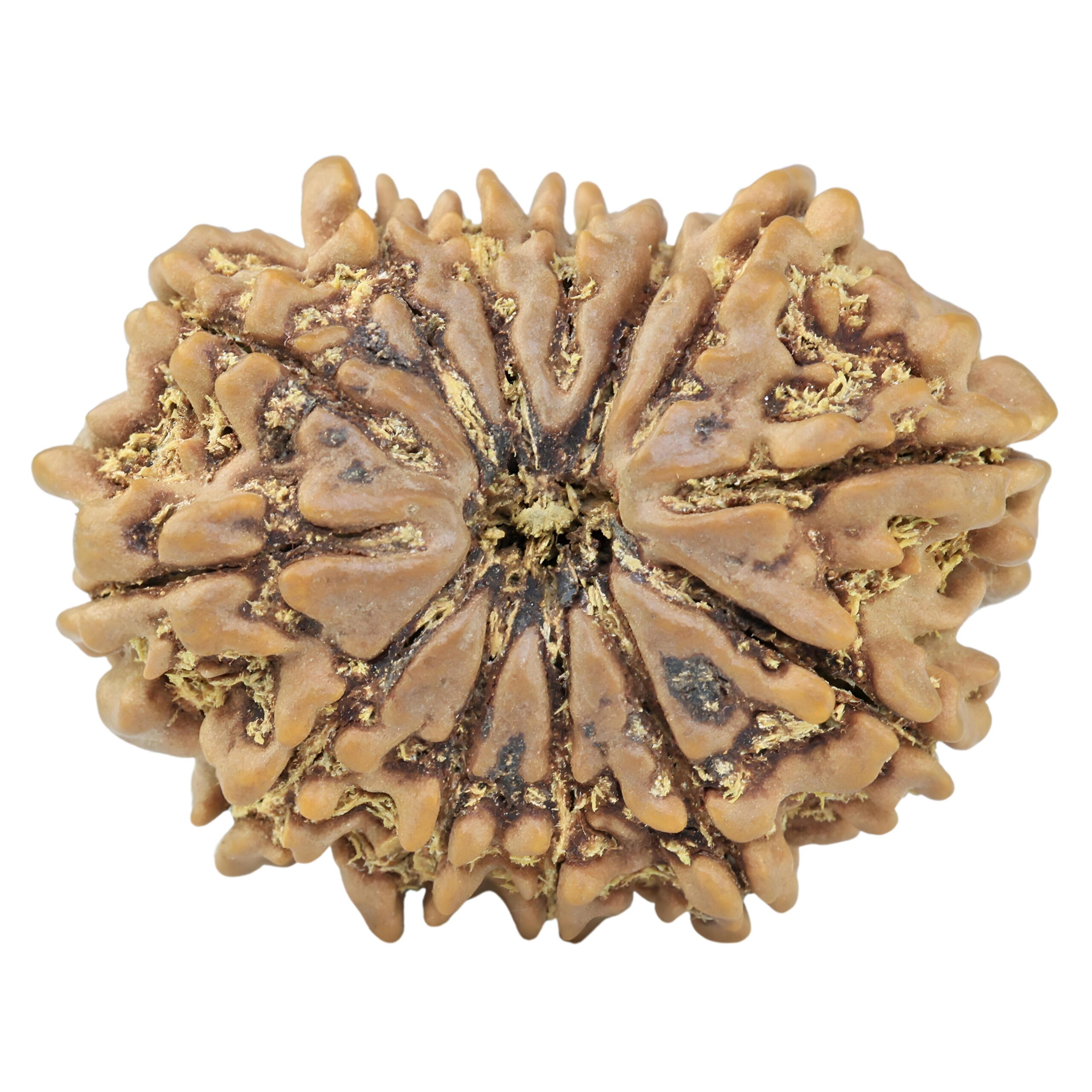 13 Mukhi Rudraksha 32mm 6.91gm - Rudraksha