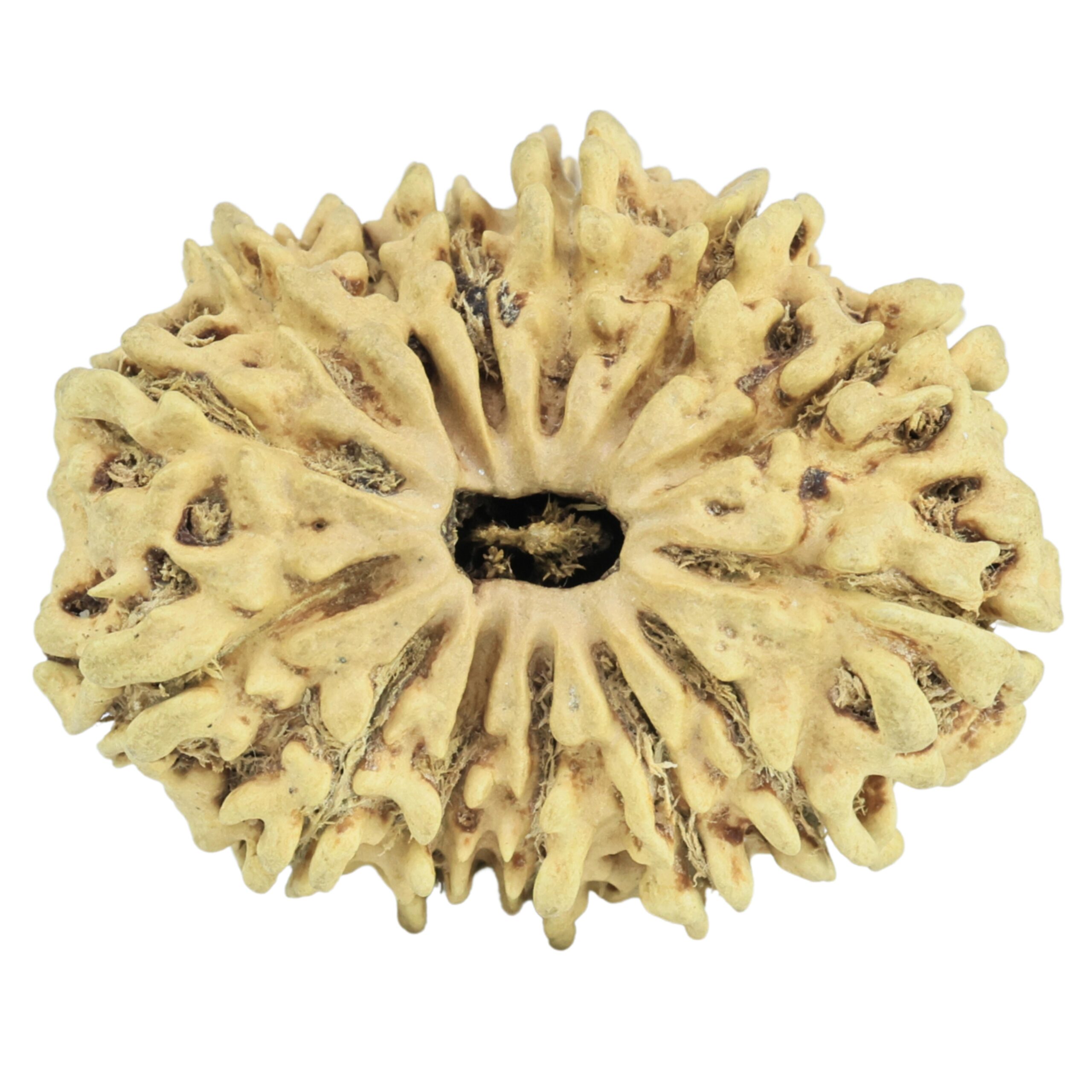 14 Mukhi Rudraksha 28.6mm 2.81gm - Rudraksha