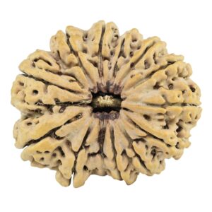 13 Mukhi Rudraksha 34.6mm 8gm - Rudraksha