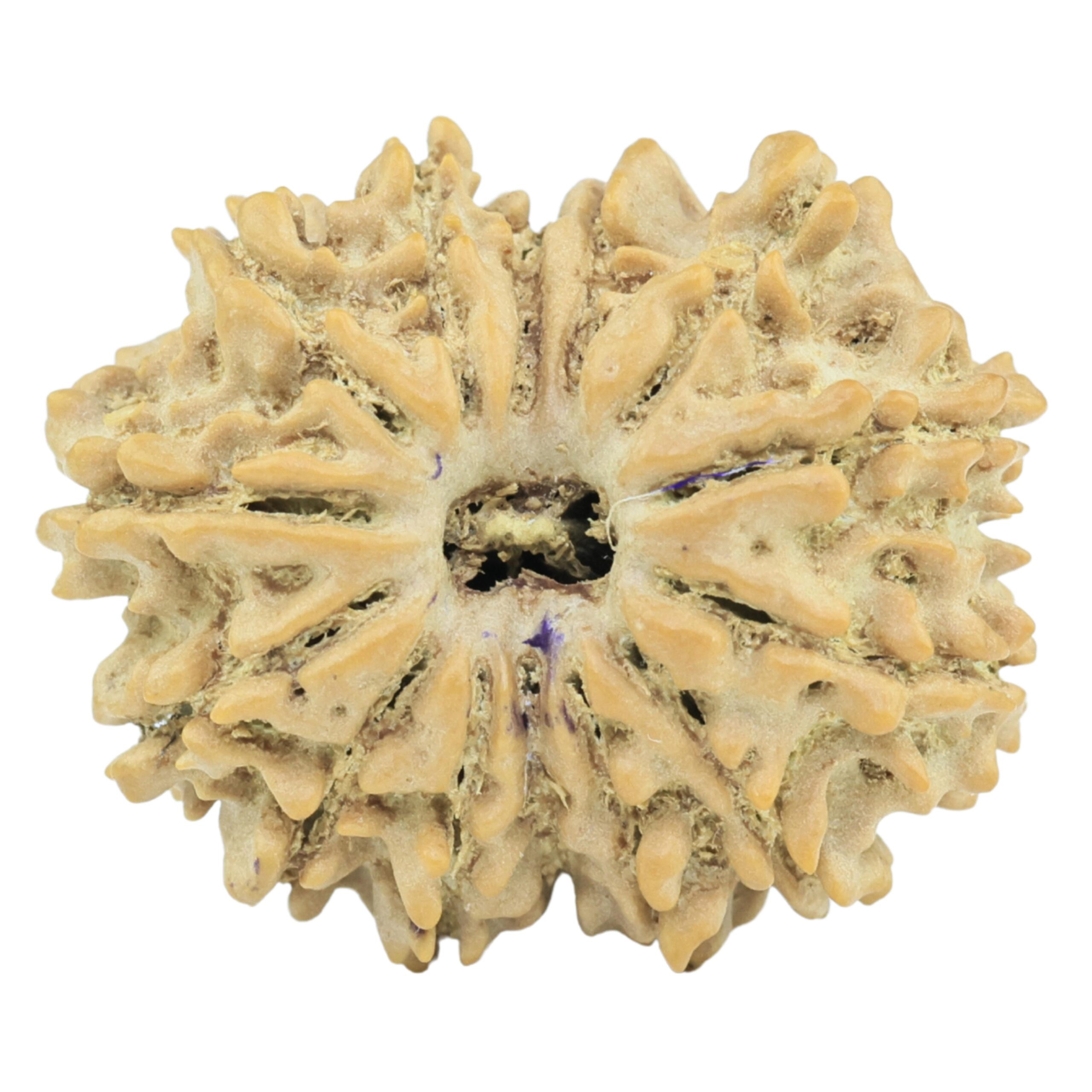 14 Mukhi Rudraksha 21.7mm 2.31gm - Rudraksha
