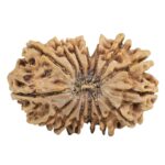 15 Mukhi Rudraksha 33.8mm 5.79gm - Rudraksha