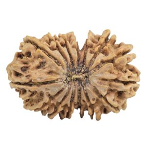 15 Mukhi Rudraksha 33.8mm 5.79gm - Rudraksha