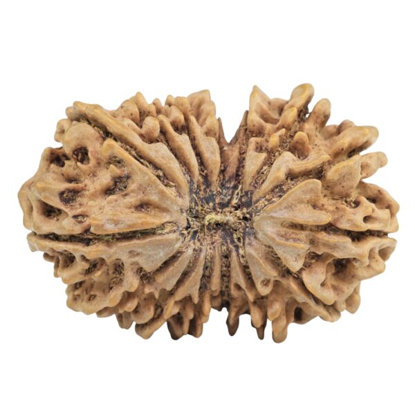 15 Mukhi Rudraksha 33.8mm 5.79gm - Rudraksha