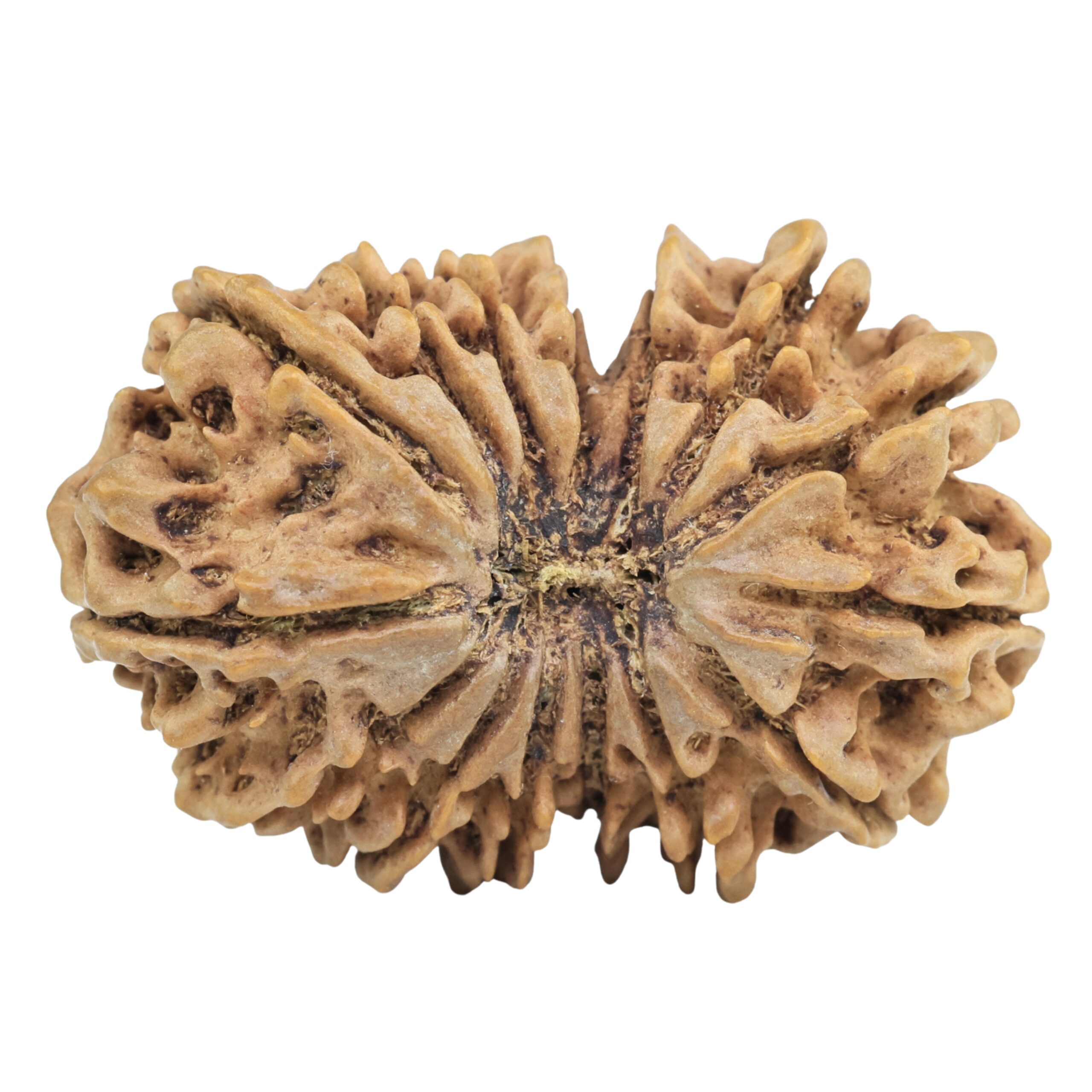 15 Mukhi Rudraksha 33.8mm 5.79gm - Rudraksha