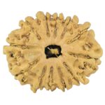 12 Mukhi Rudraksha 24.4mm 2gm - Rudraksha