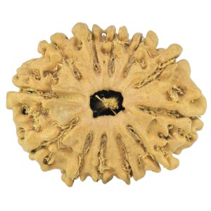 12 Mukhi Rudraksha 24.4mm 2gm - Rudraksha