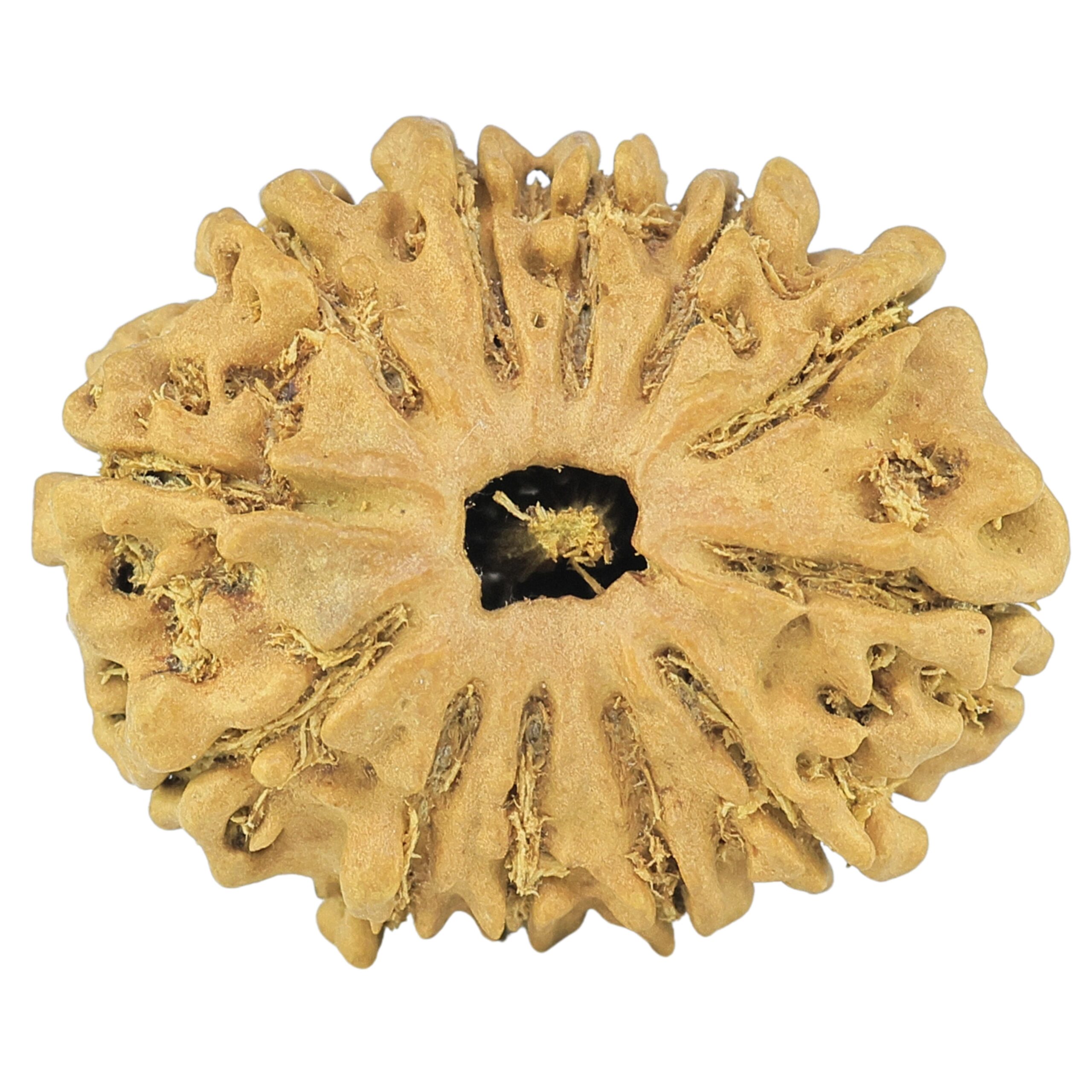 12 Mukhi Rudraksha 24.4mm 2gm - Rudraksha