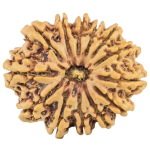 13 Mukhi Rudraksha 33.1mm 7.27gm - Rudraksha