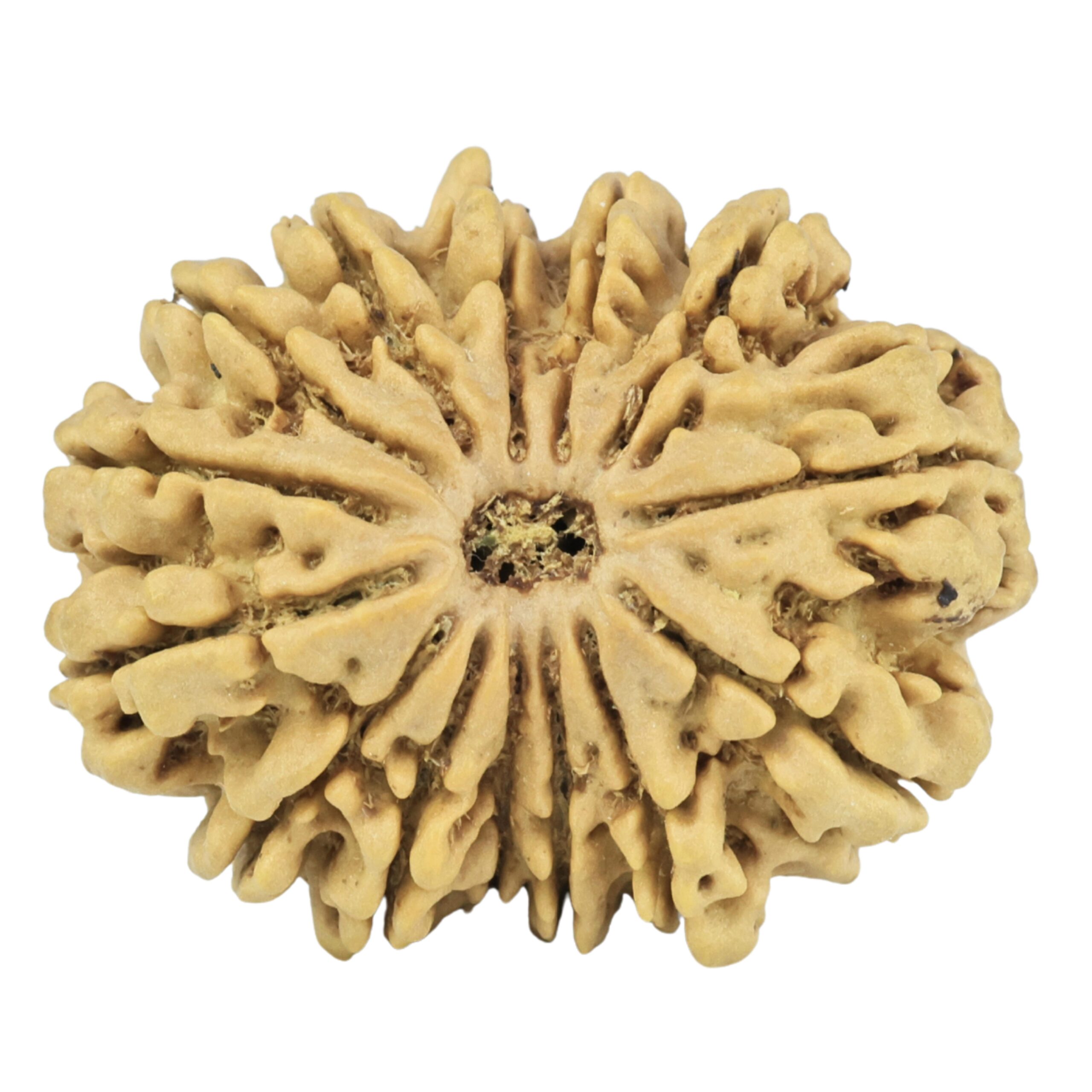 14 Mukhi Rudraksha 28.2mm 4.54gm - Origin: Nepal - Rudraksha