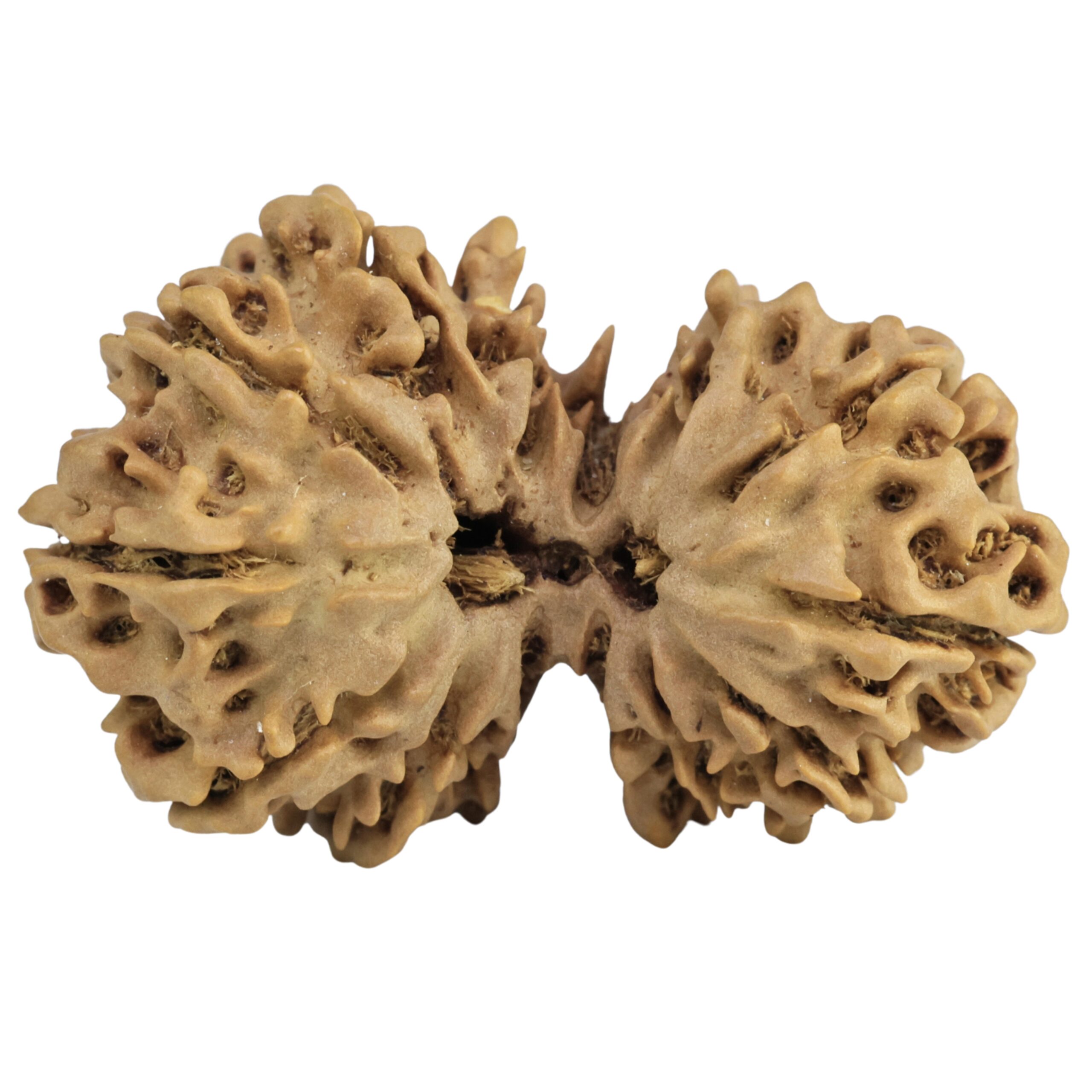14 Mukhi Gaurishankar 35.1mm 5gm - Rudraksha