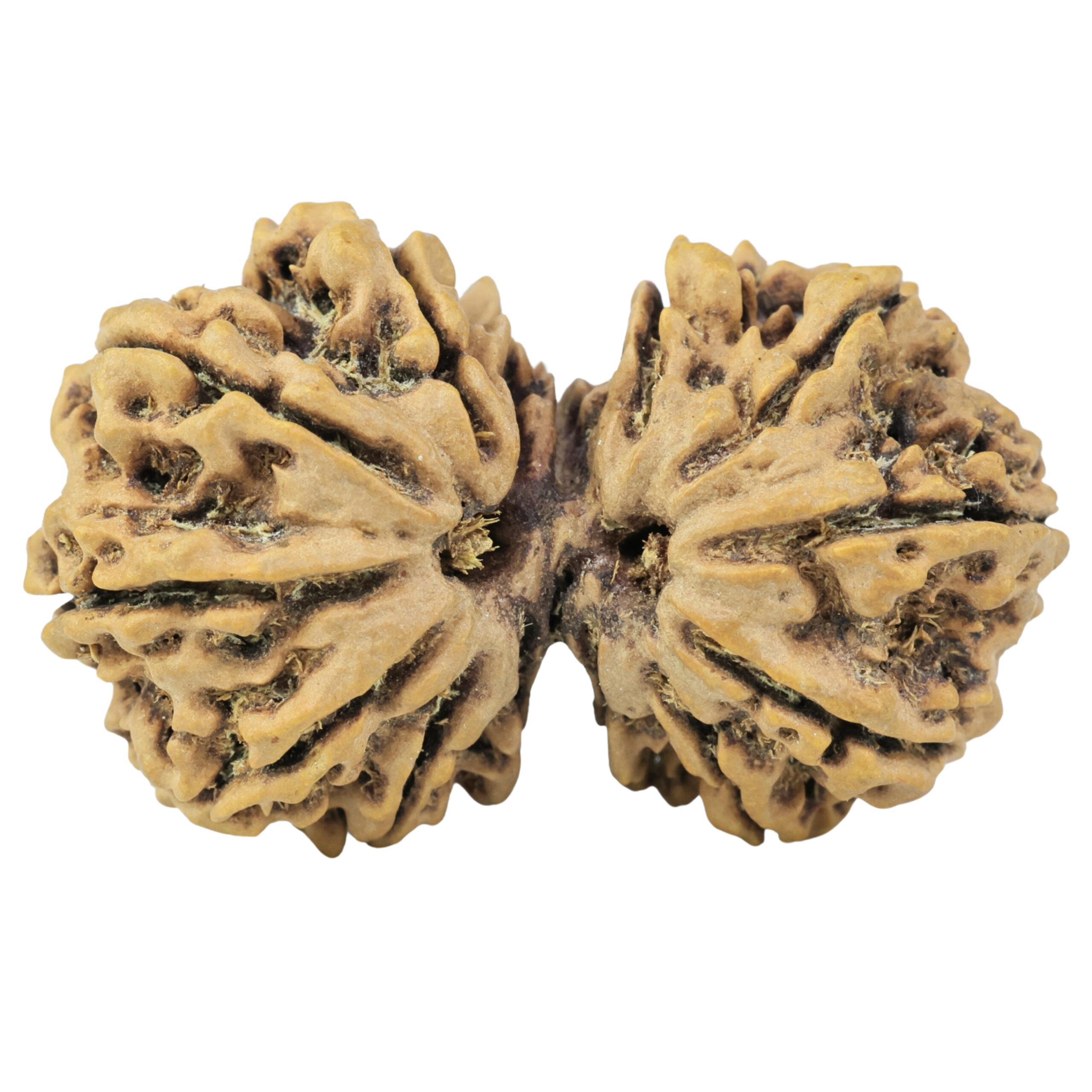 14 Mukhi Gaurishankar 35.4mm 5.5gm - Rudraksha