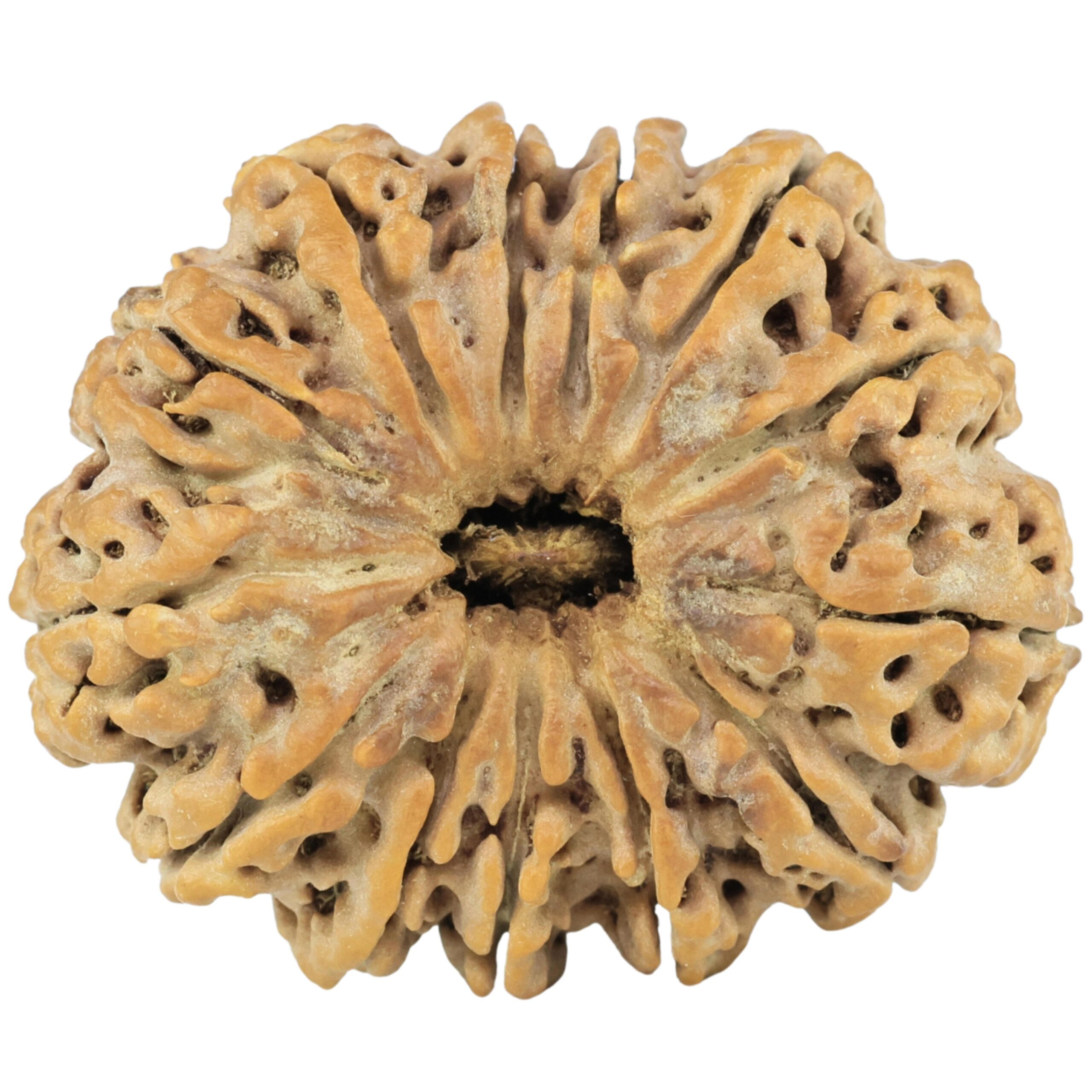 13 Mukhi Rudraksha 30.4mm 5.48gm - Rudraksha