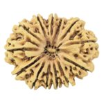 13 Mukhi Rudraksha 34.4mm 6.2gm - Rudraksha