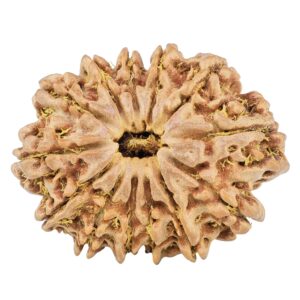13 Mukhi Rudraksha 31.4mm 6.25gm - Origin: Nepal - Rudraksha