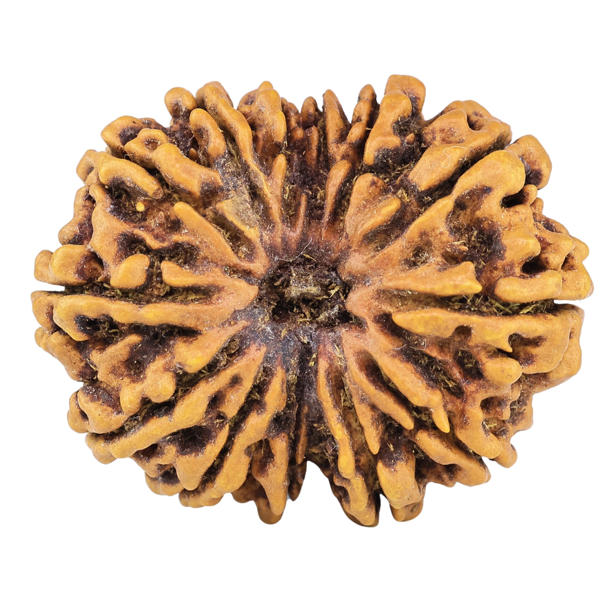 13 Mukhi Rudraksha 33.5mm 6.67gm - Rudraksha