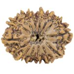 14 Mukhi Rudraksha 30.6mm 6.07gm - Rudraksha