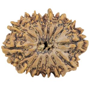 14 Mukhi Rudraksha 30.6mm 6.07gm - Rudraksha