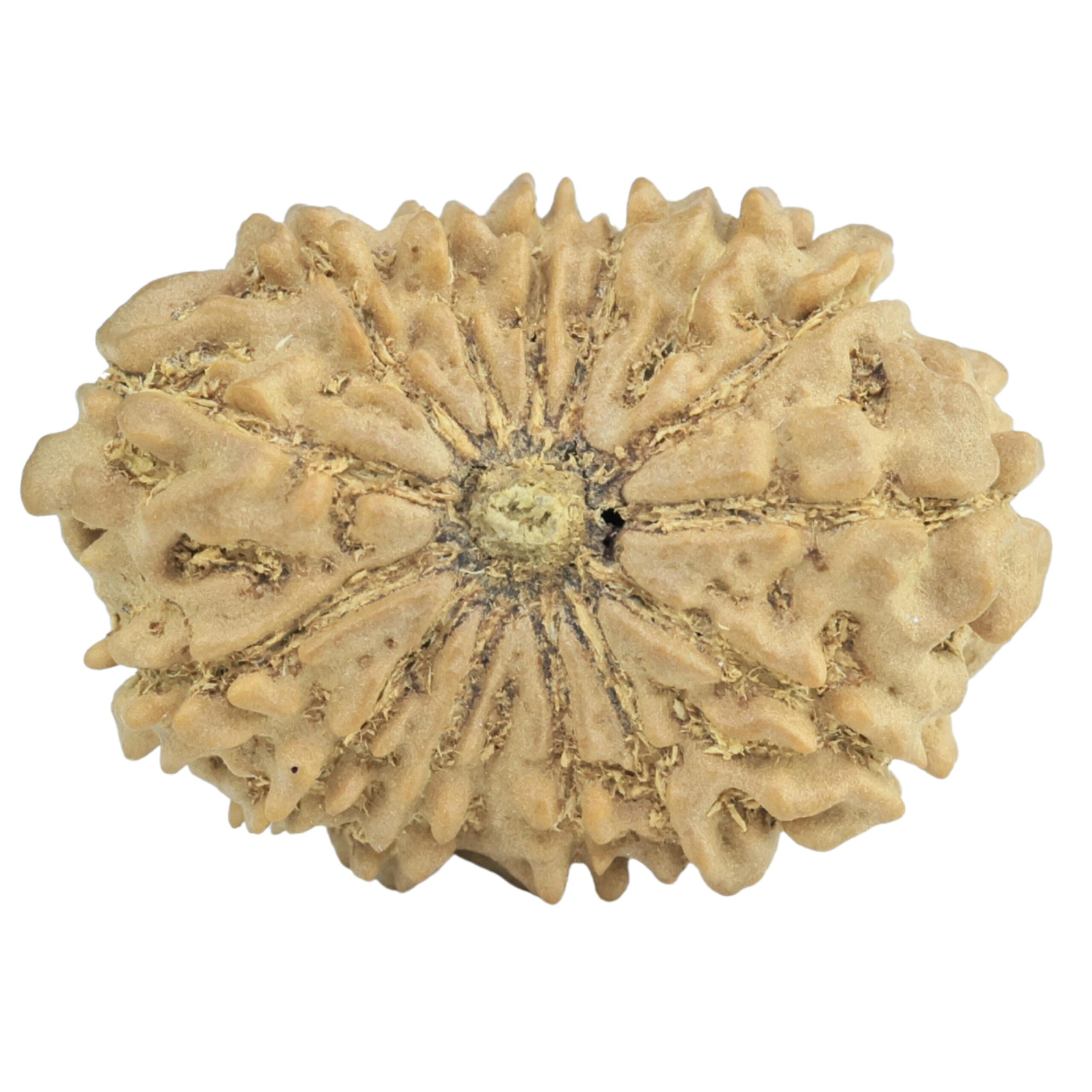 14 Mukhi Rudraksha 25.4mm 2.76gm - Rudraksha