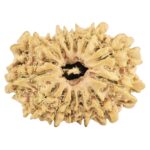 13 Mukhi Rudraksha 23mm 2.19gm - Rudraksha