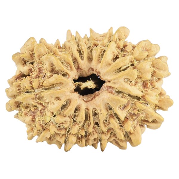 13 Mukhi Rudraksha 23mm 2.19gm - Rudraksha