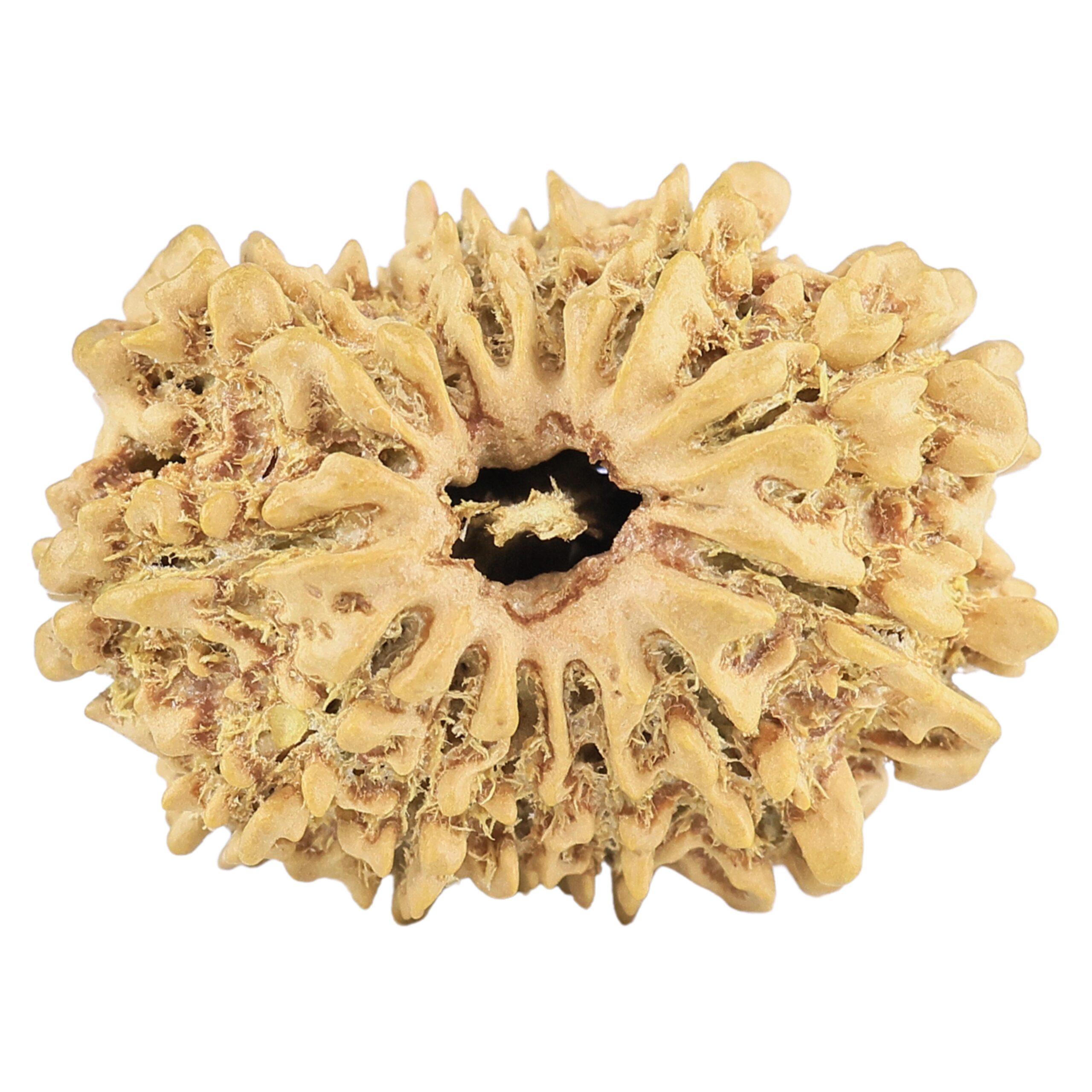 13 Mukhi Rudraksha 23mm 2.19gm - Rudraksha
