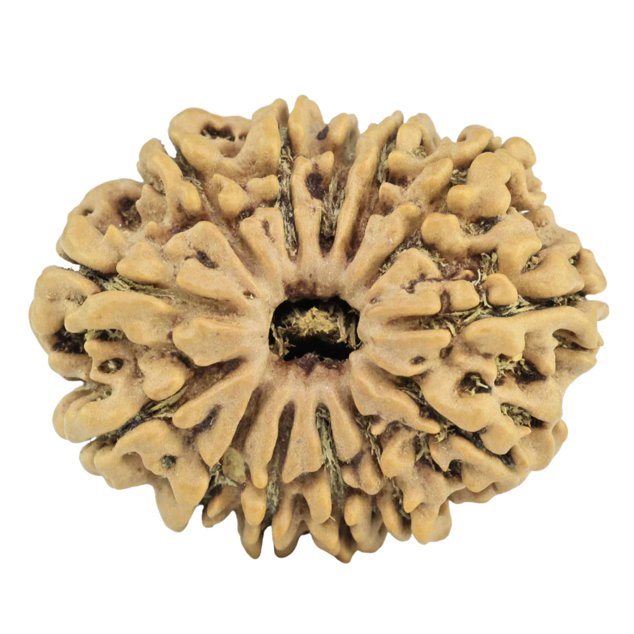 13 Mukhi Rudraksha 27.4mm 3.73gm - Rudraksha